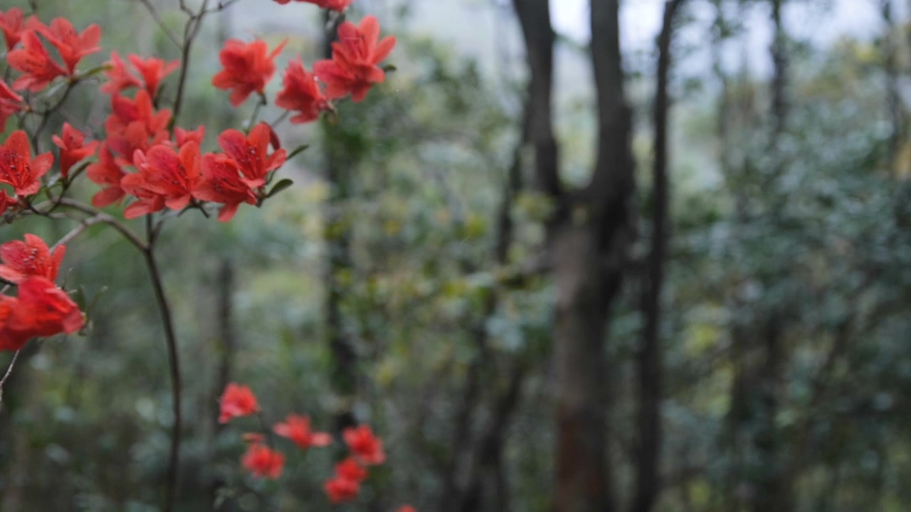 杜鹃花随风摇曳视频素材画面2