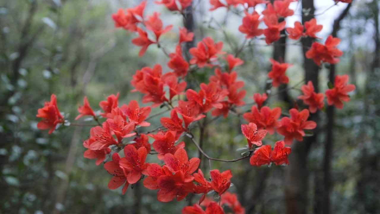 杜鹃花随风摇曳视频素材画面3
