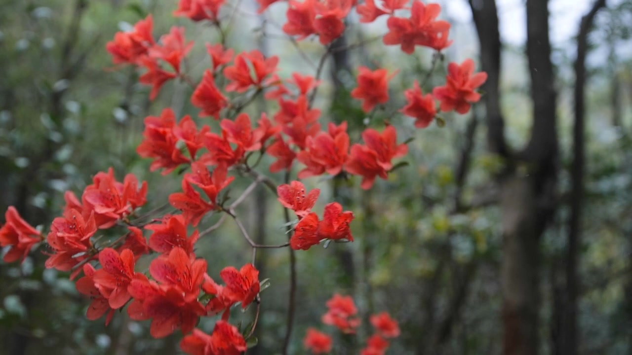 杜鹃花随风摇曳视频素材画面4