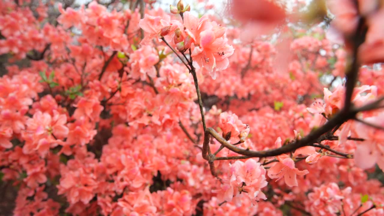 杜鹃花在山上盛开视频素材画面1
