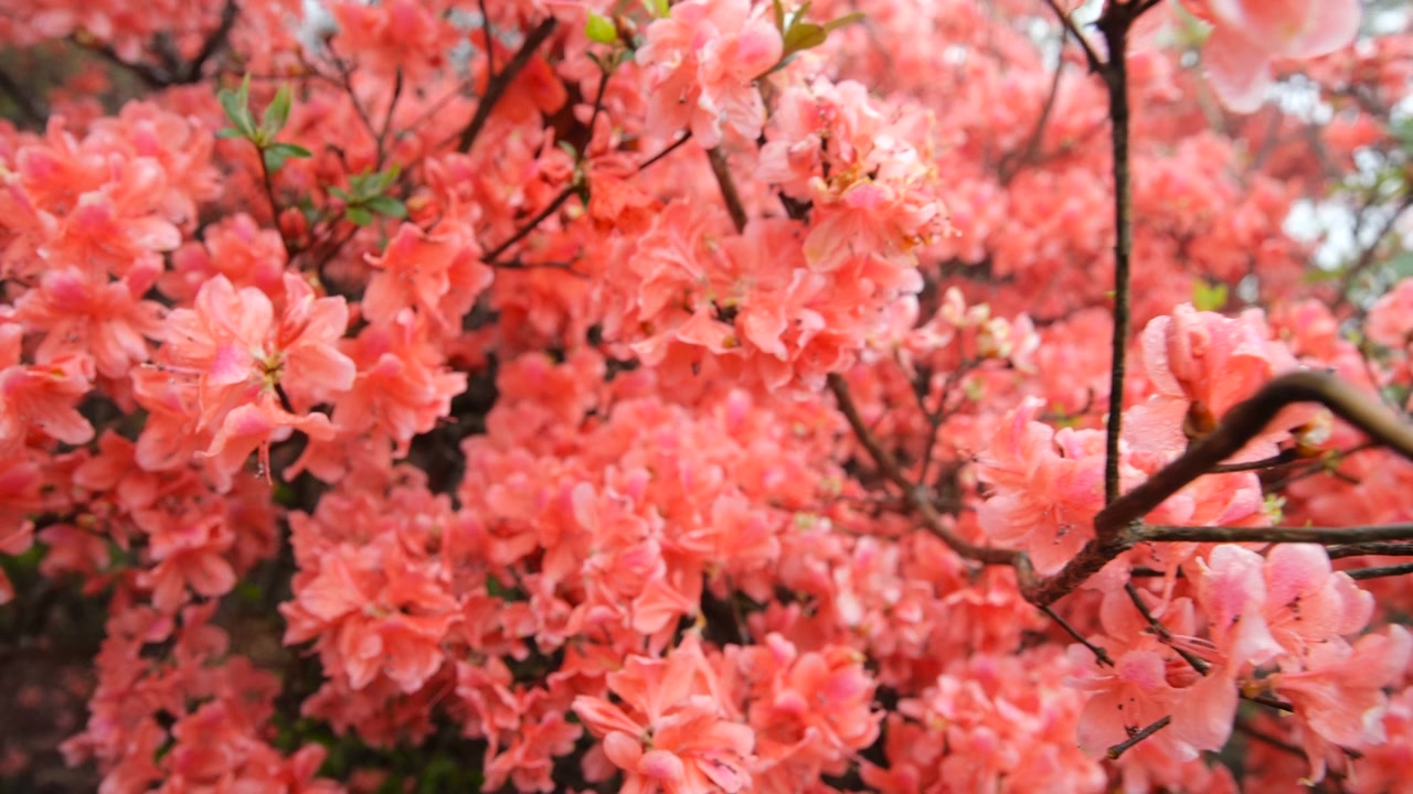 杜鹃花在山上盛开视频素材画面2