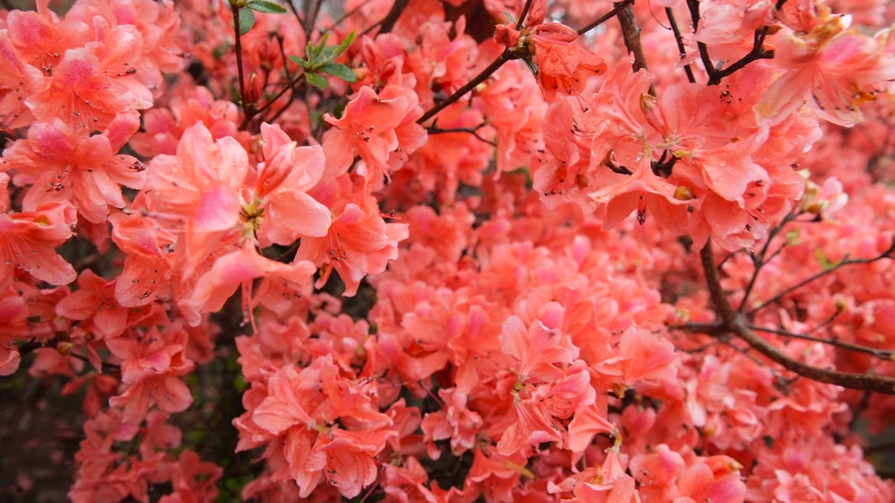 杜鹃花在山上盛开视频素材画面3