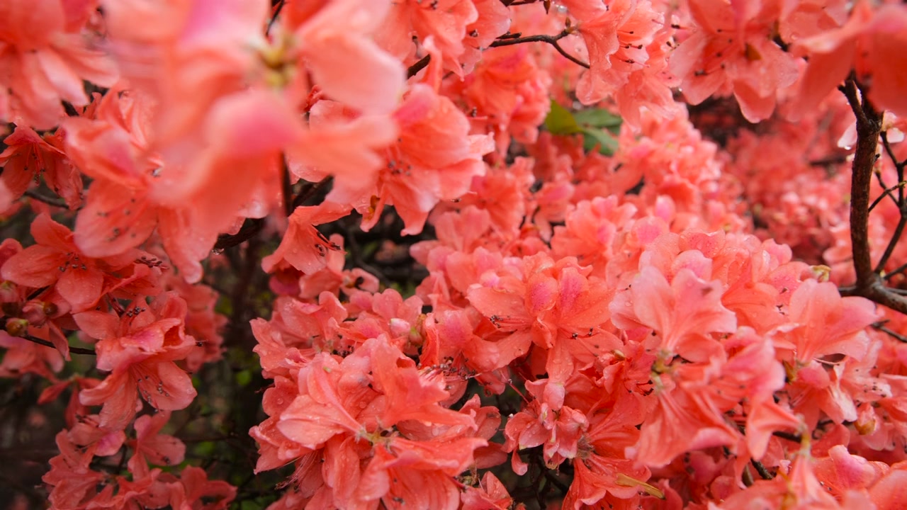 杜鹃花在山上盛开视频素材画面4
