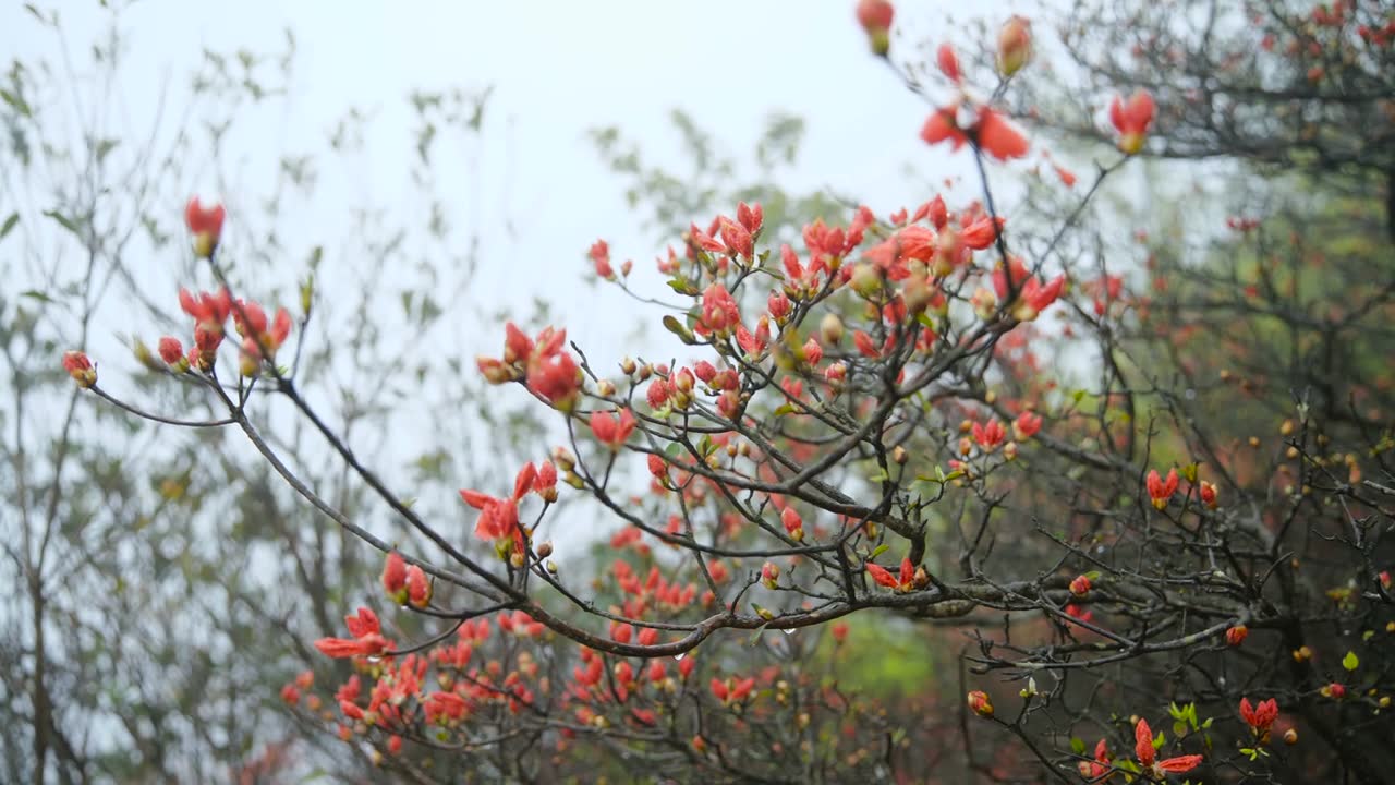 杜鹃花在山上盛开视频素材画面1