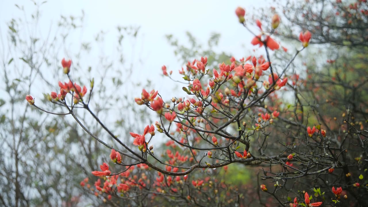 杜鹃花在山上盛开视频素材画面2
