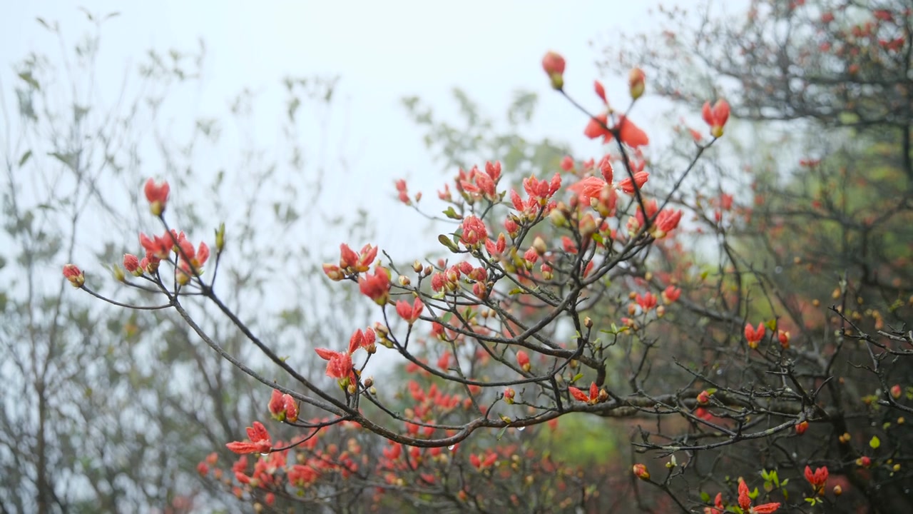 杜鹃花在山上盛开视频素材画面3