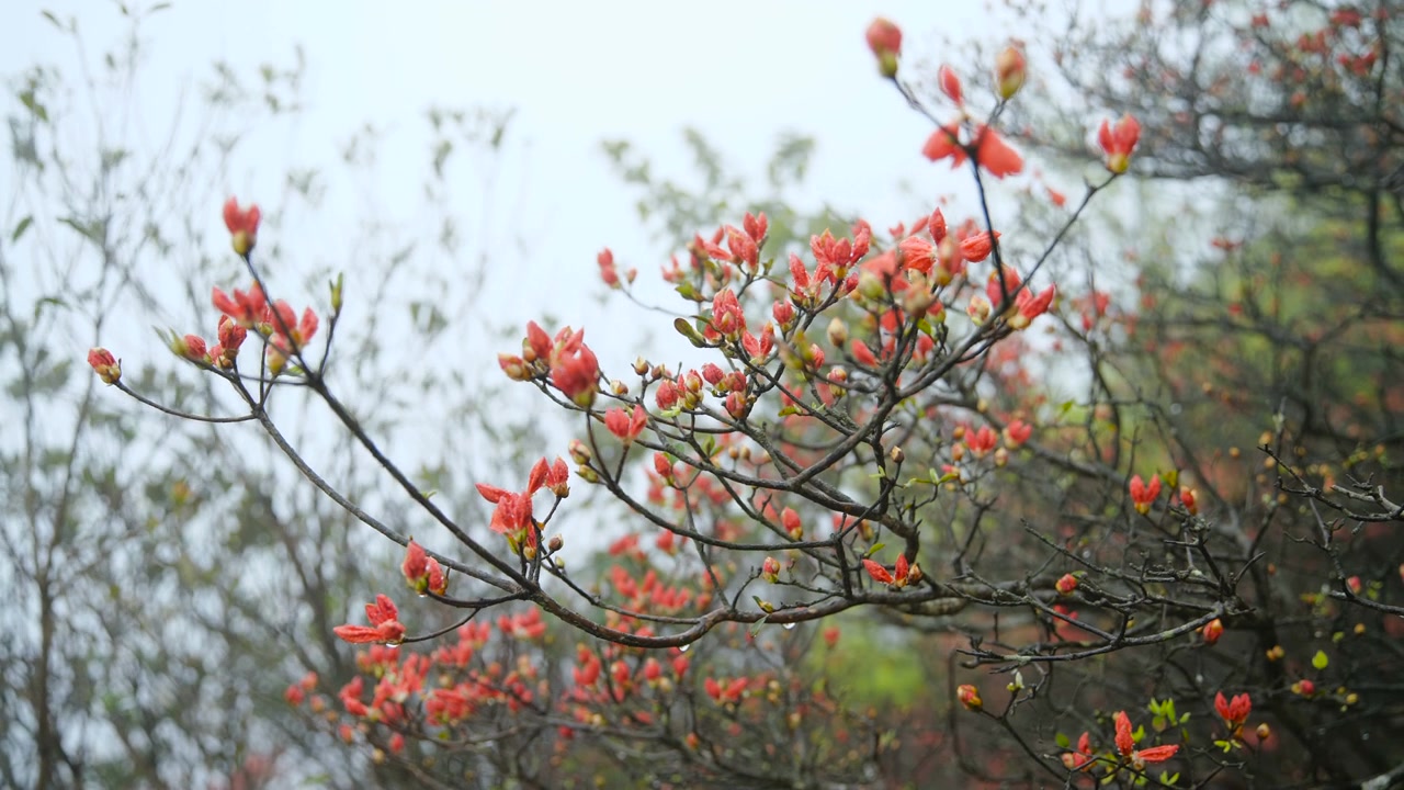 杜鹃花在山上盛开视频素材画面4