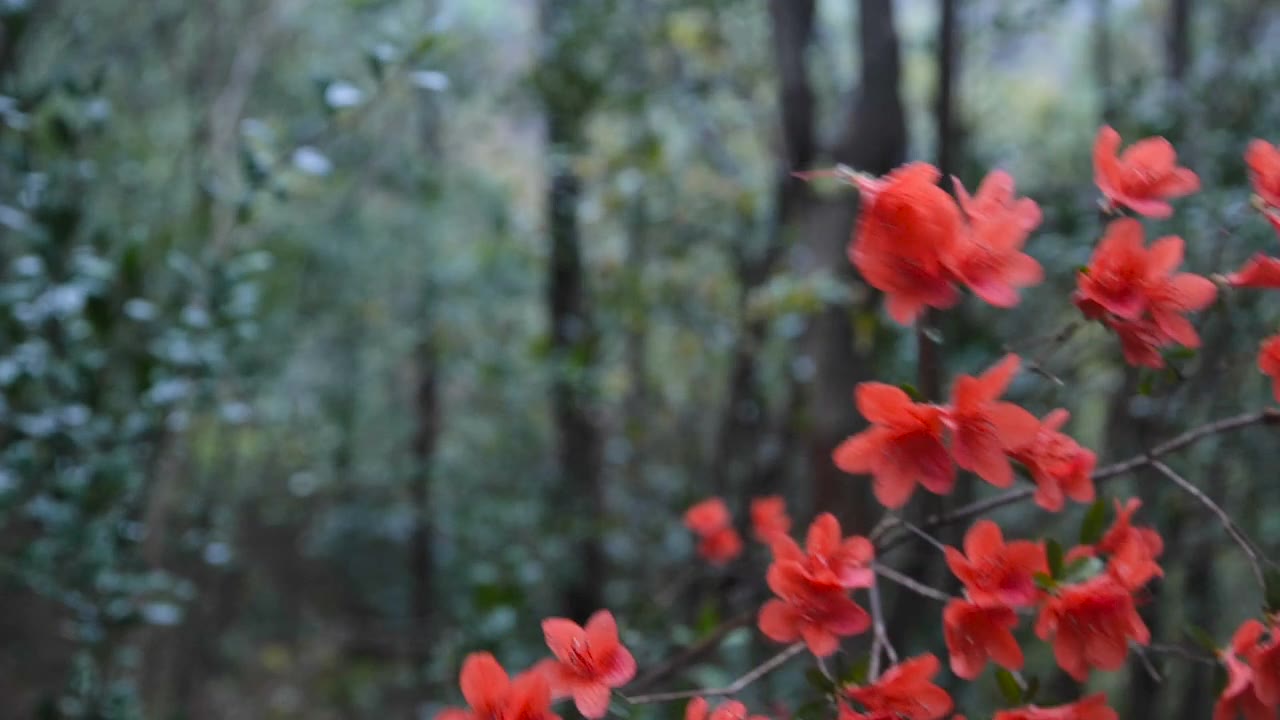 杜鹃花随风摇曳视频素材画面1