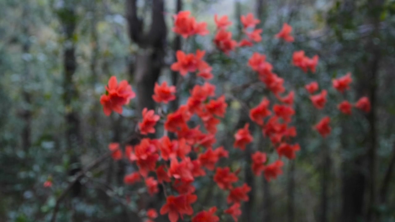 杜鹃花随风摇曳视频素材画面2