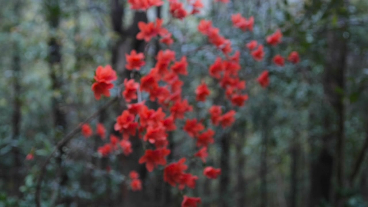 杜鹃花随风摇曳视频素材画面3
