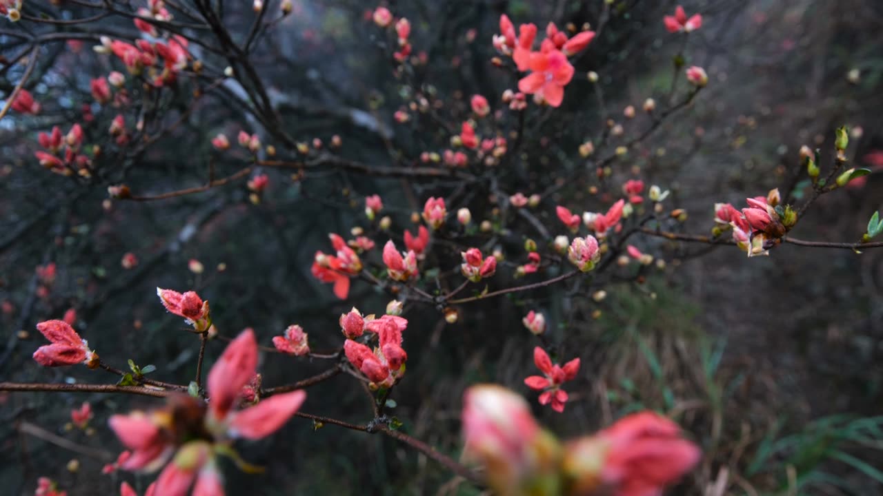 杜鹃花在山上盛开视频素材画面1