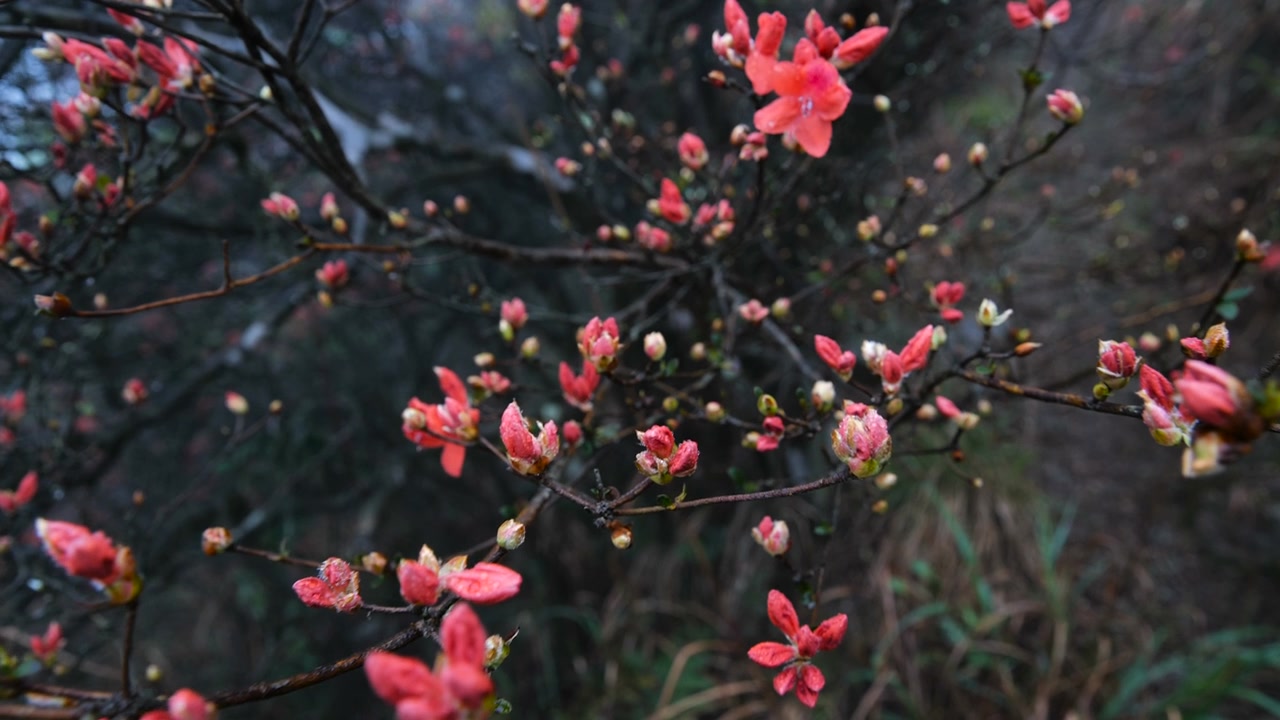 杜鹃花在山上盛开视频素材画面2