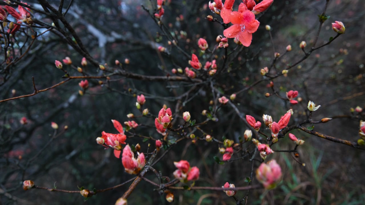 杜鹃花在山上盛开视频素材画面3