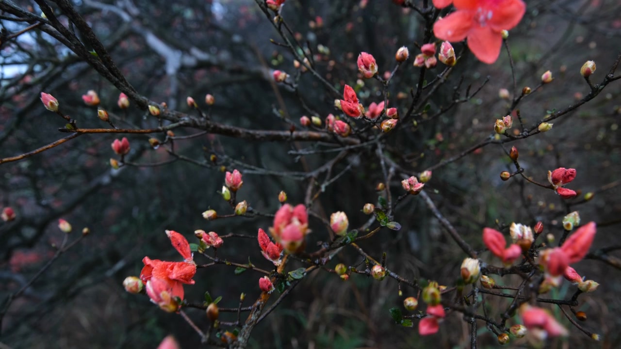 杜鹃花在山上盛开视频素材画面4
