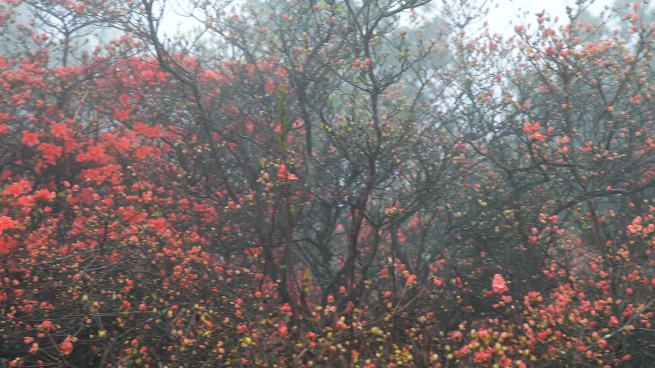 杜鹃花在山上盛开视频素材画面1
