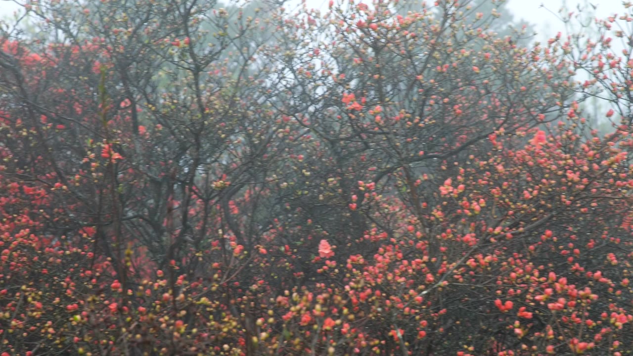 杜鹃花在山上盛开视频素材画面2