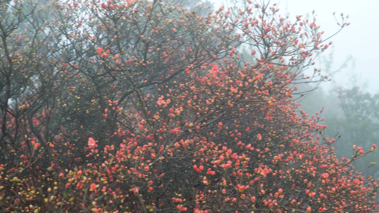 杜鹃花在山上盛开视频素材画面3