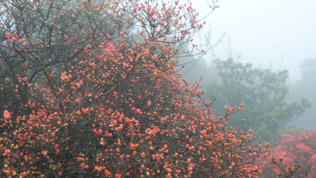 杜鹃花在山上盛开视频素材画面4