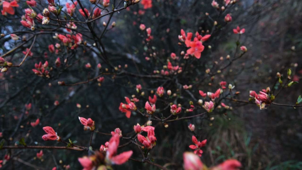 杜鹃花在山上盛开视频素材画面1
