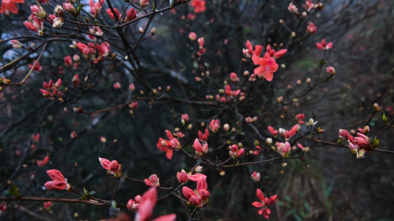 杜鹃花在山上盛开视频素材画面2