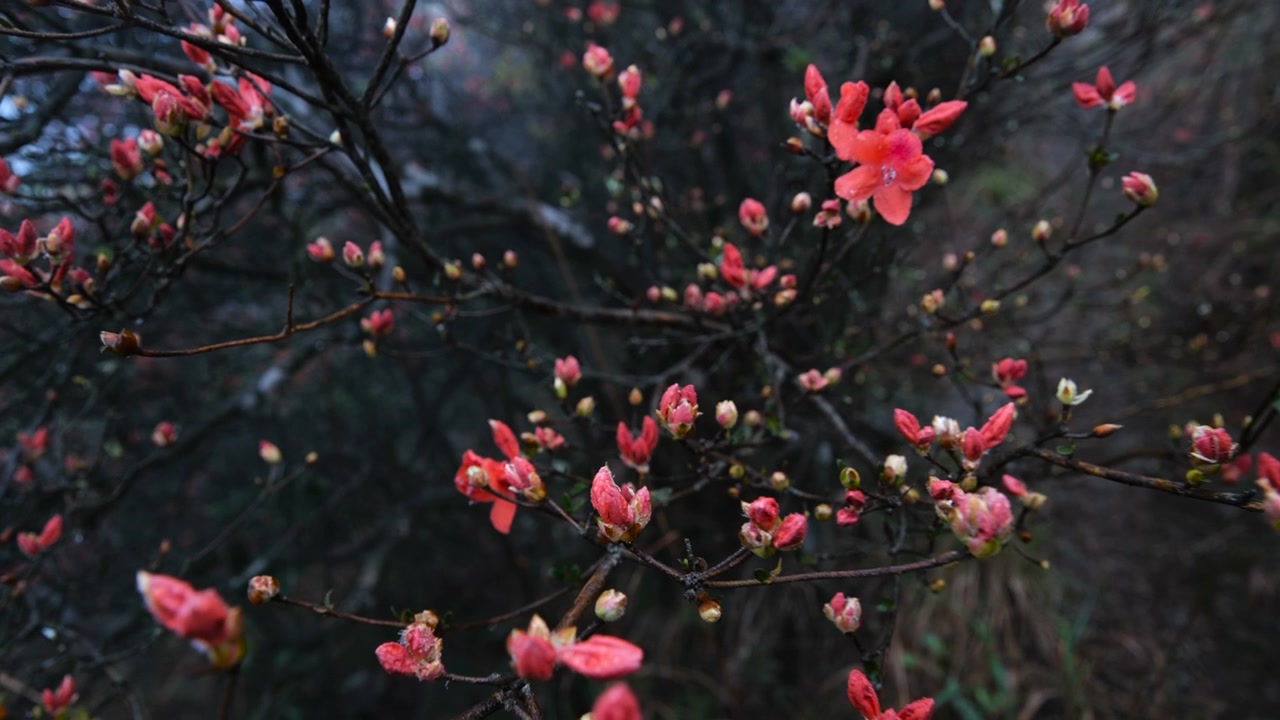 杜鹃花在山上盛开视频素材画面3