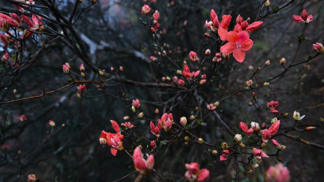 杜鹃花在山上盛开视频素材画面4