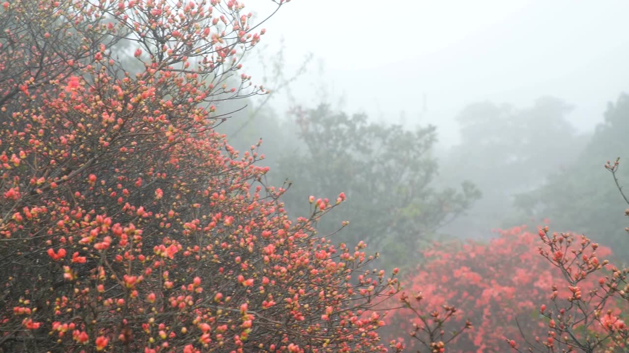 杜鹃花在山上盛开视频素材画面1