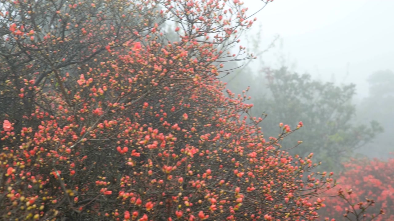 杜鹃花在山上盛开视频素材画面2
