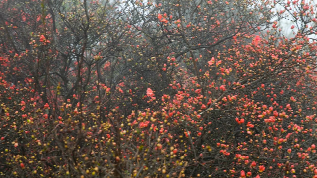 杜鹃花在山上盛开视频素材画面4