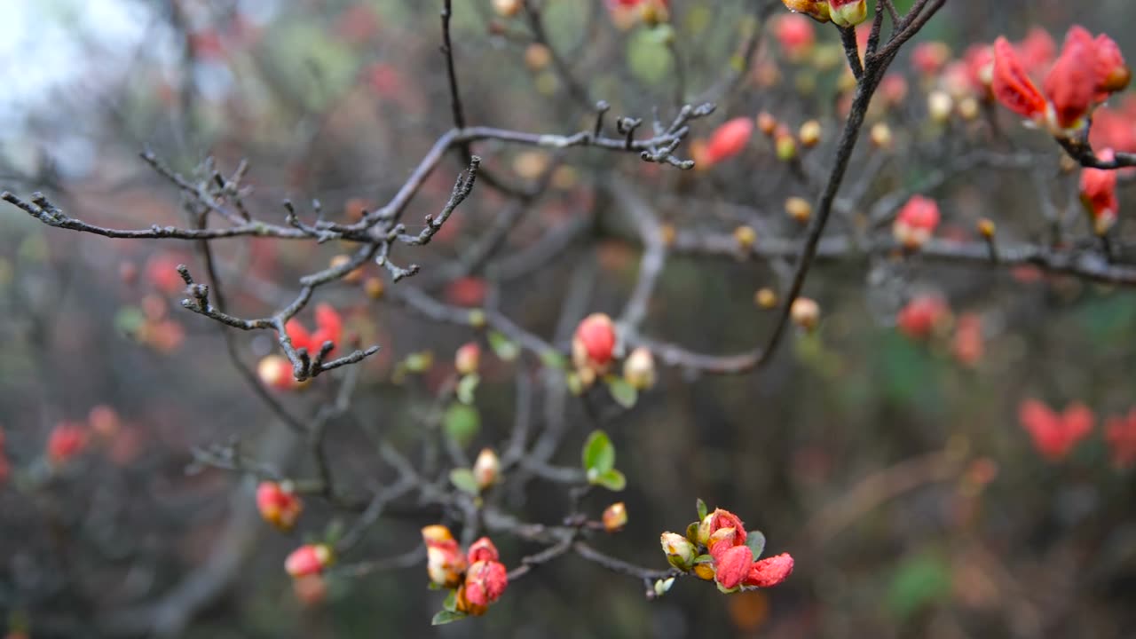 杜鹃花在山上盛开视频素材画面1