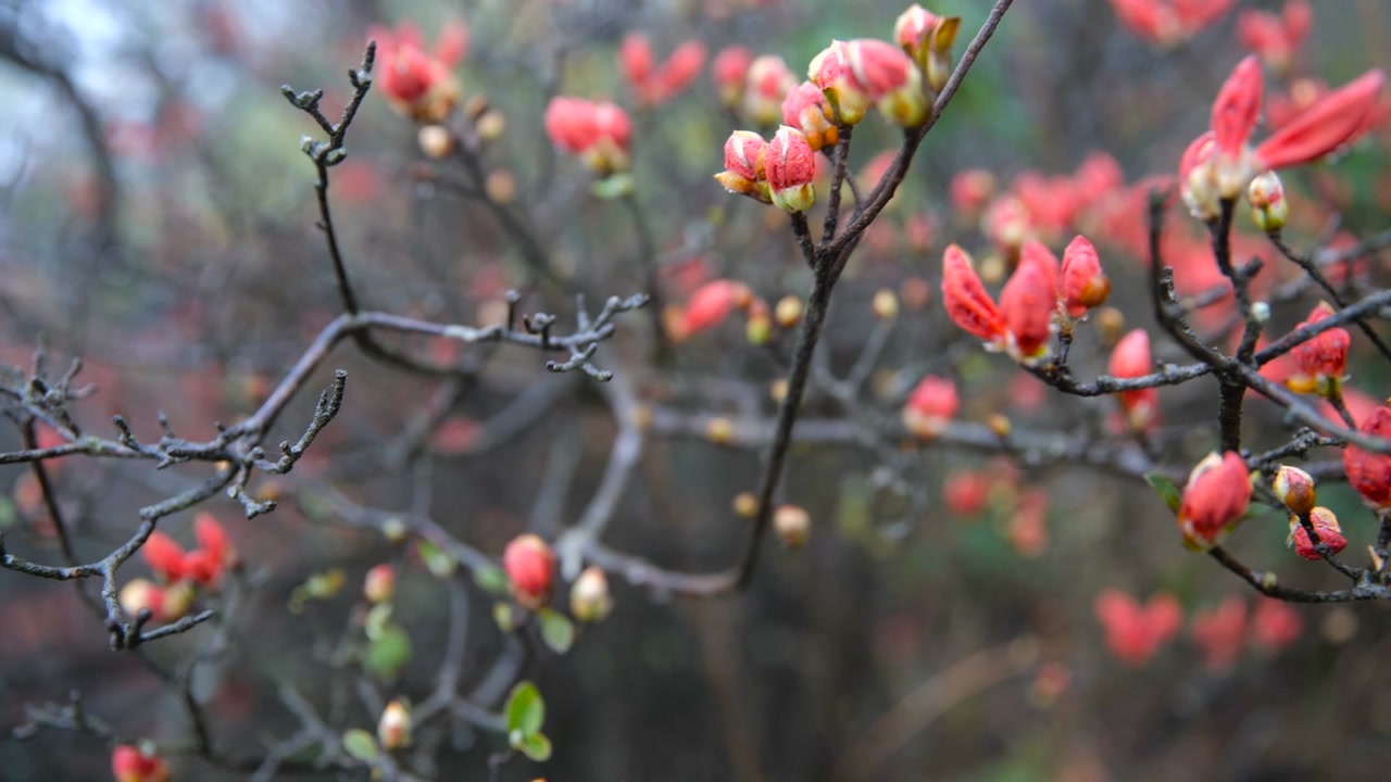 杜鹃花在山上盛开视频素材画面2