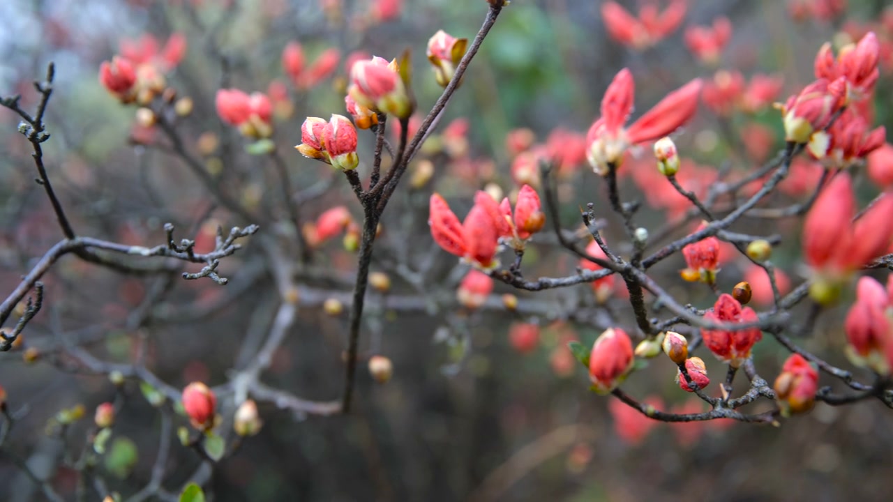 杜鹃花在山上盛开视频素材画面3