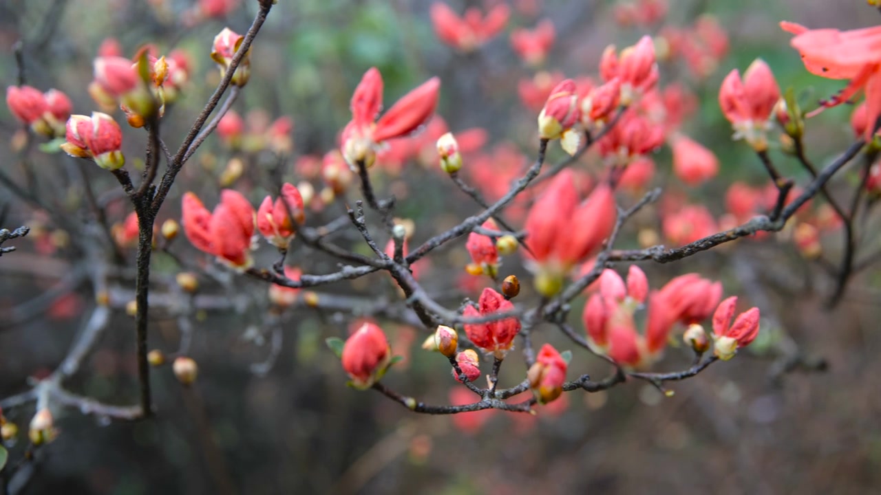 杜鹃花在山上盛开视频素材画面4