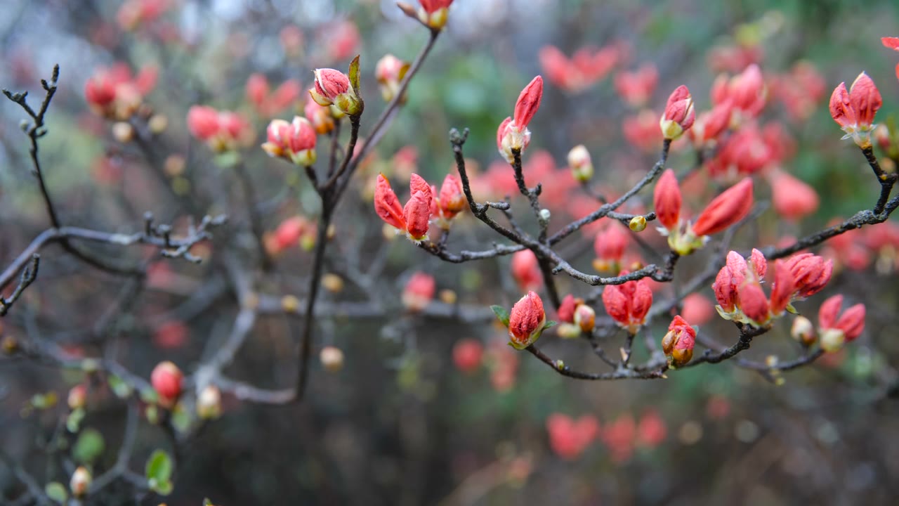 杜鹃花在山上盛开视频素材画面1