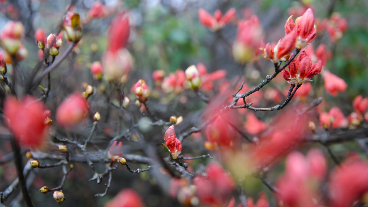 杜鹃花在山上盛开视频素材画面2