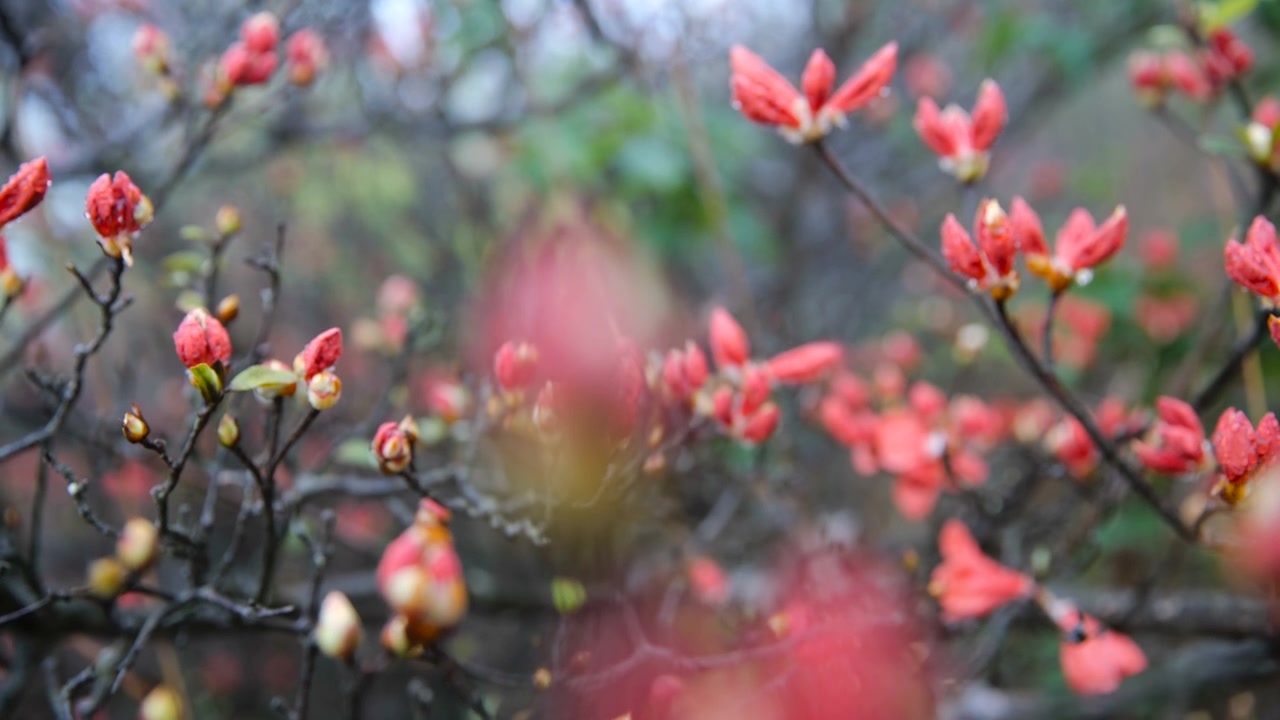 杜鹃花在山上盛开视频素材画面3