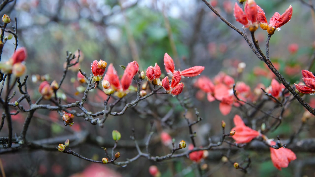 杜鹃花在山上盛开视频素材画面4