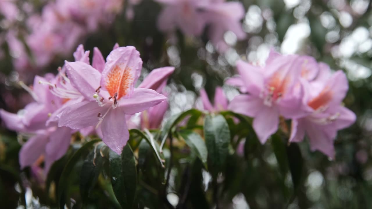 杜鹃花在山上盛开视频素材画面1