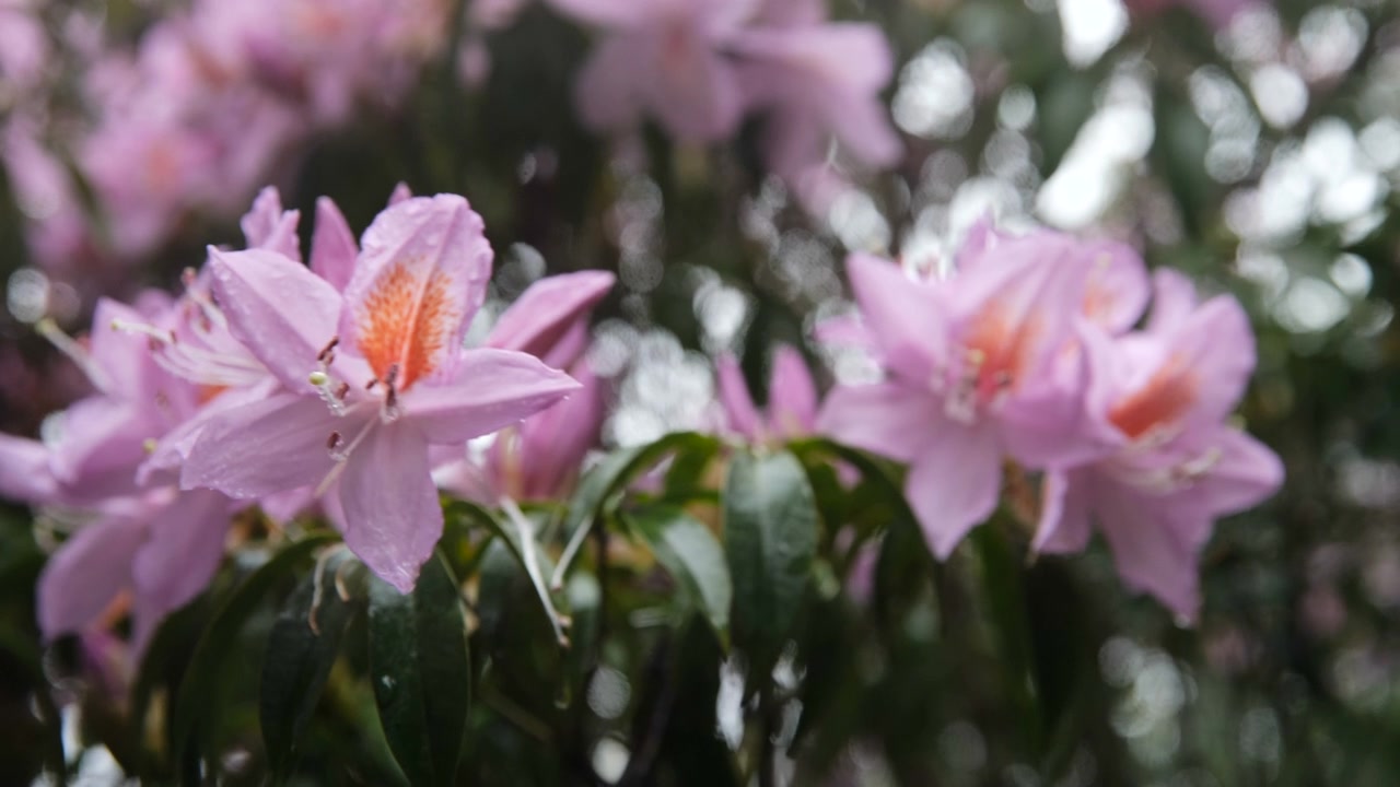 杜鹃花在山上盛开视频素材画面2