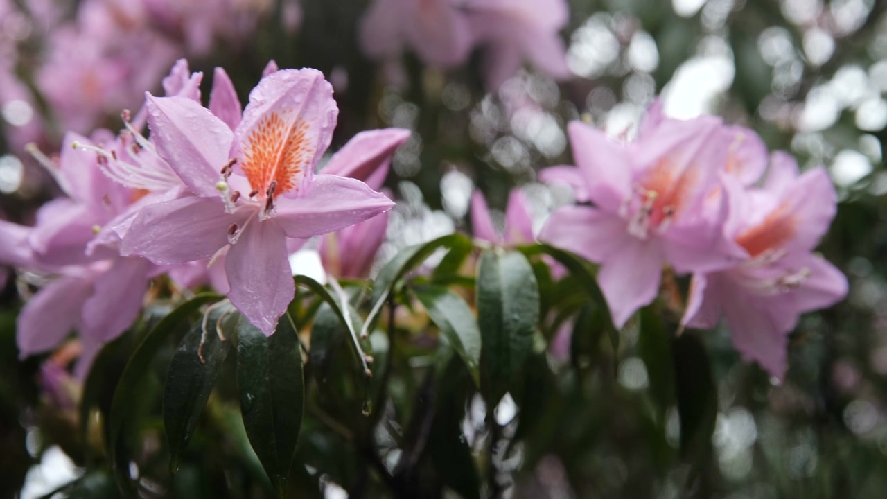 杜鹃花在山上盛开视频素材画面3