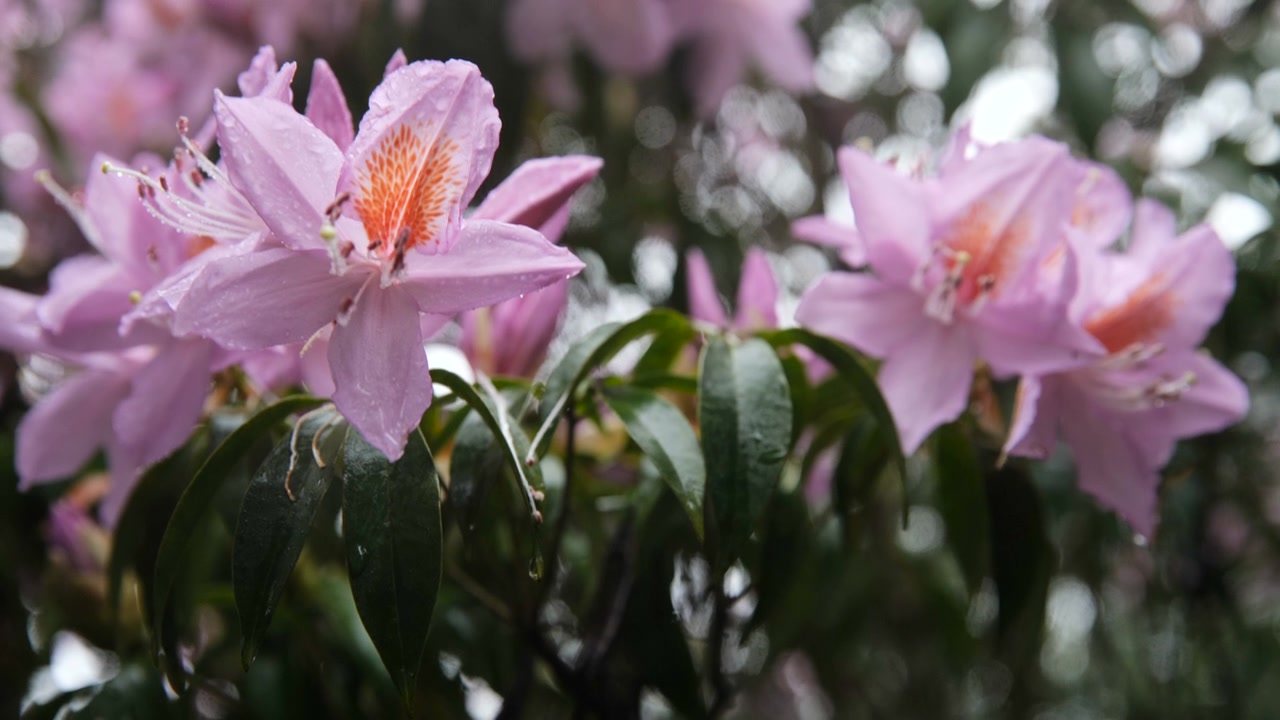 杜鹃花在山上盛开视频素材画面4