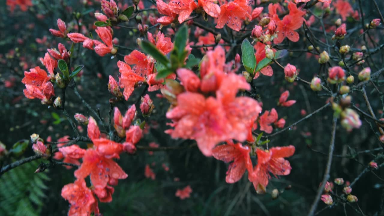 杜鹃花在山上盛开视频素材画面1