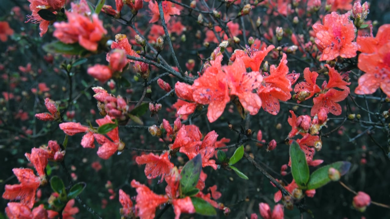 杜鹃花在山上盛开视频素材画面2