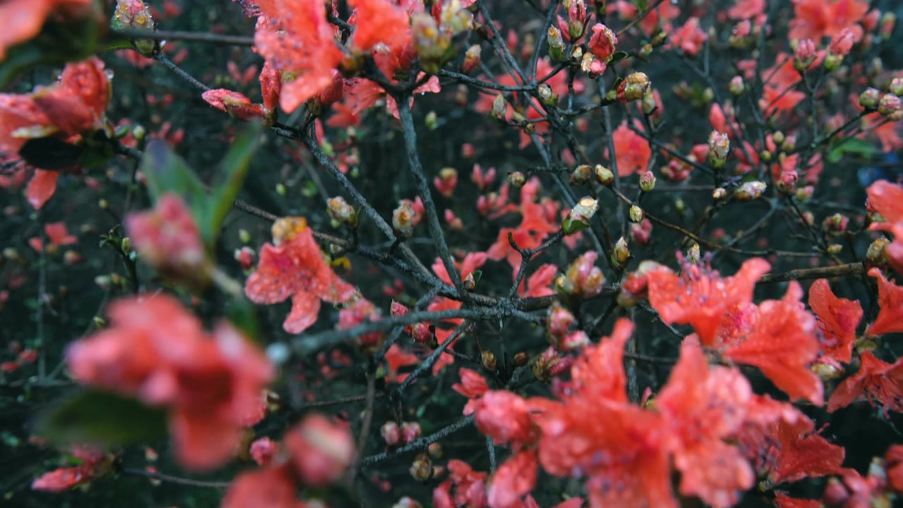 杜鹃花在山上盛开视频素材画面3