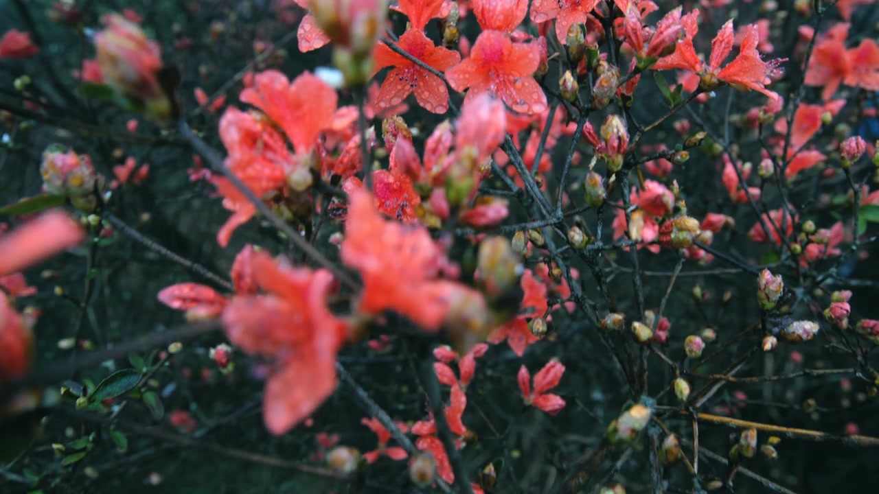 杜鹃花在山上盛开视频素材画面4