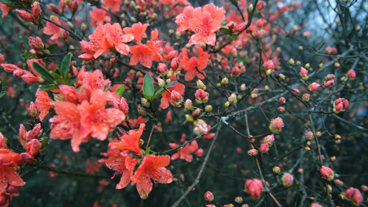 杜鹃花在山上盛开视频素材画面1