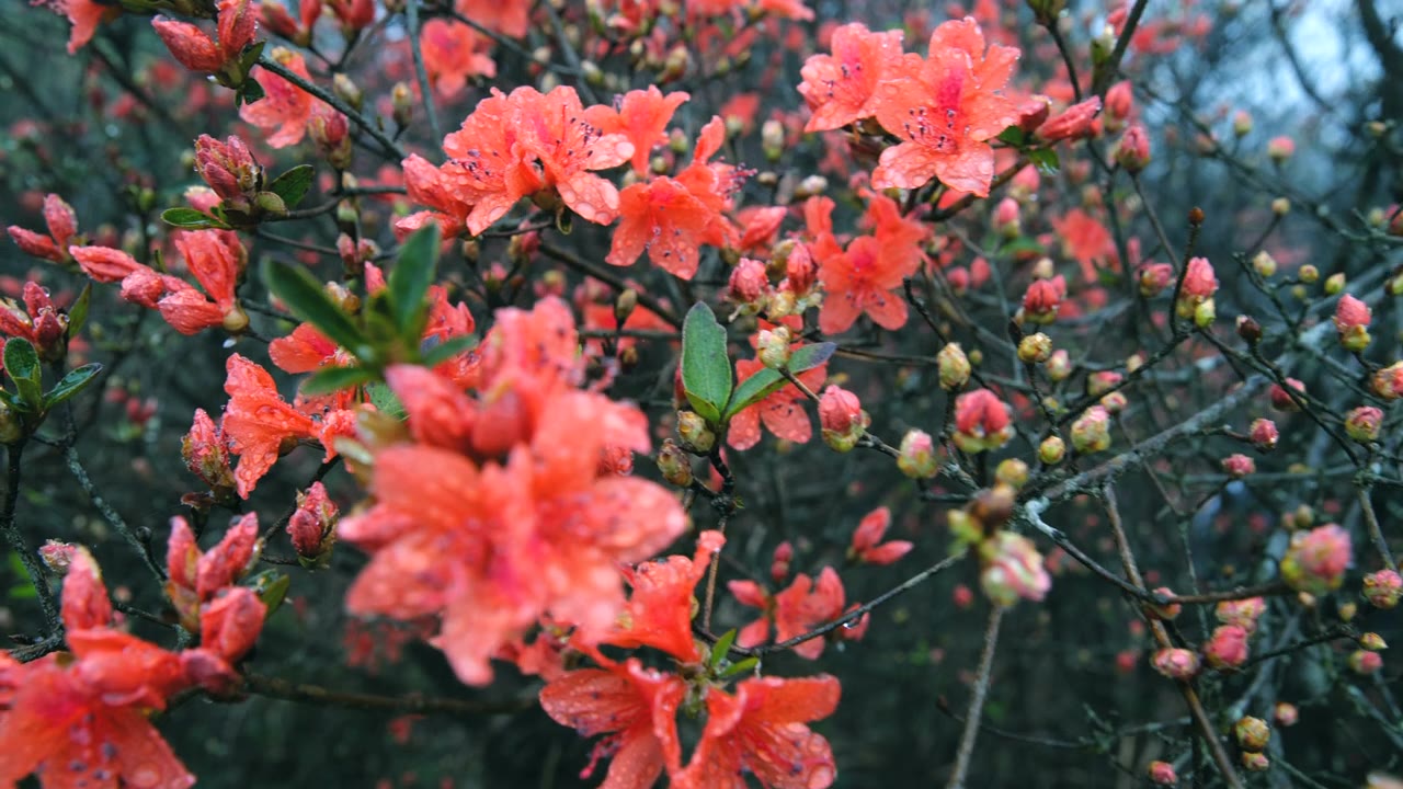杜鹃花在山上盛开视频素材画面2