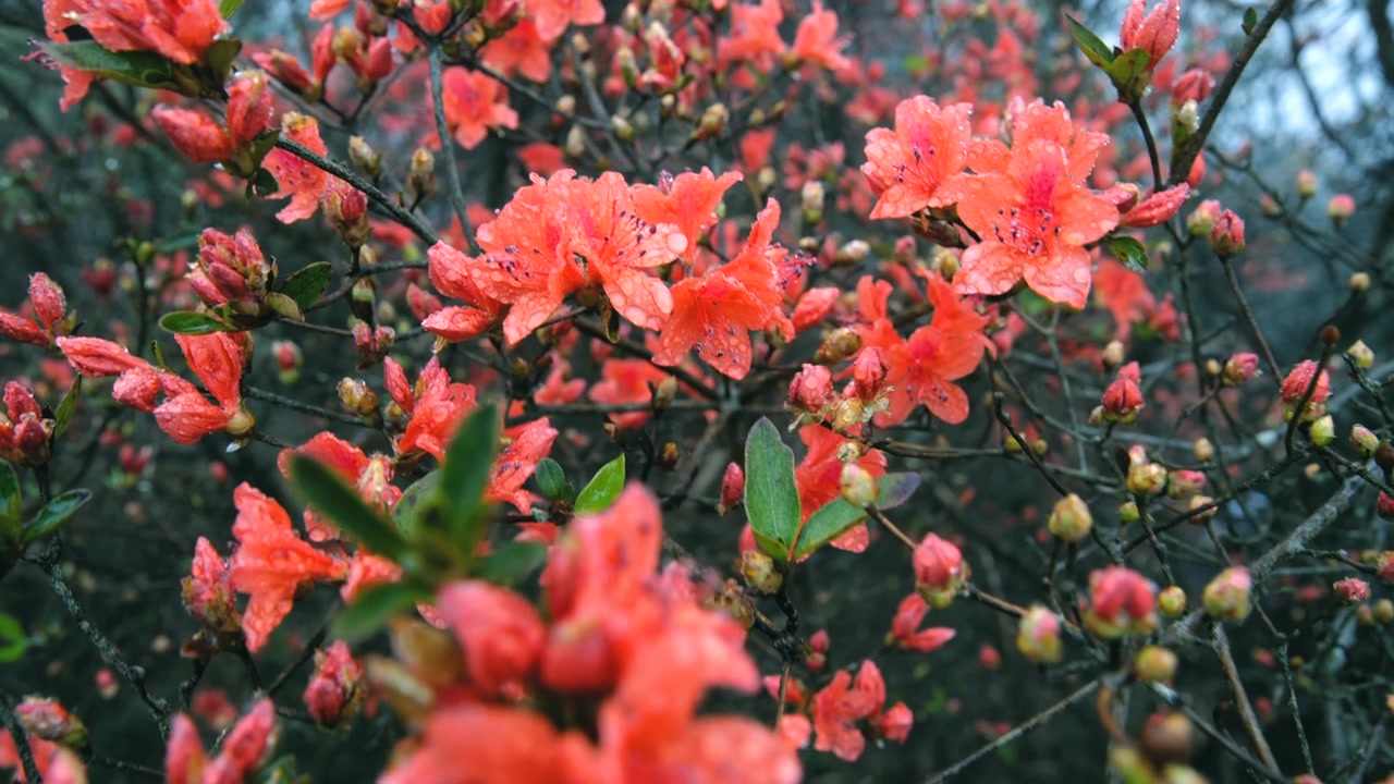 杜鹃花在山上盛开视频素材画面3