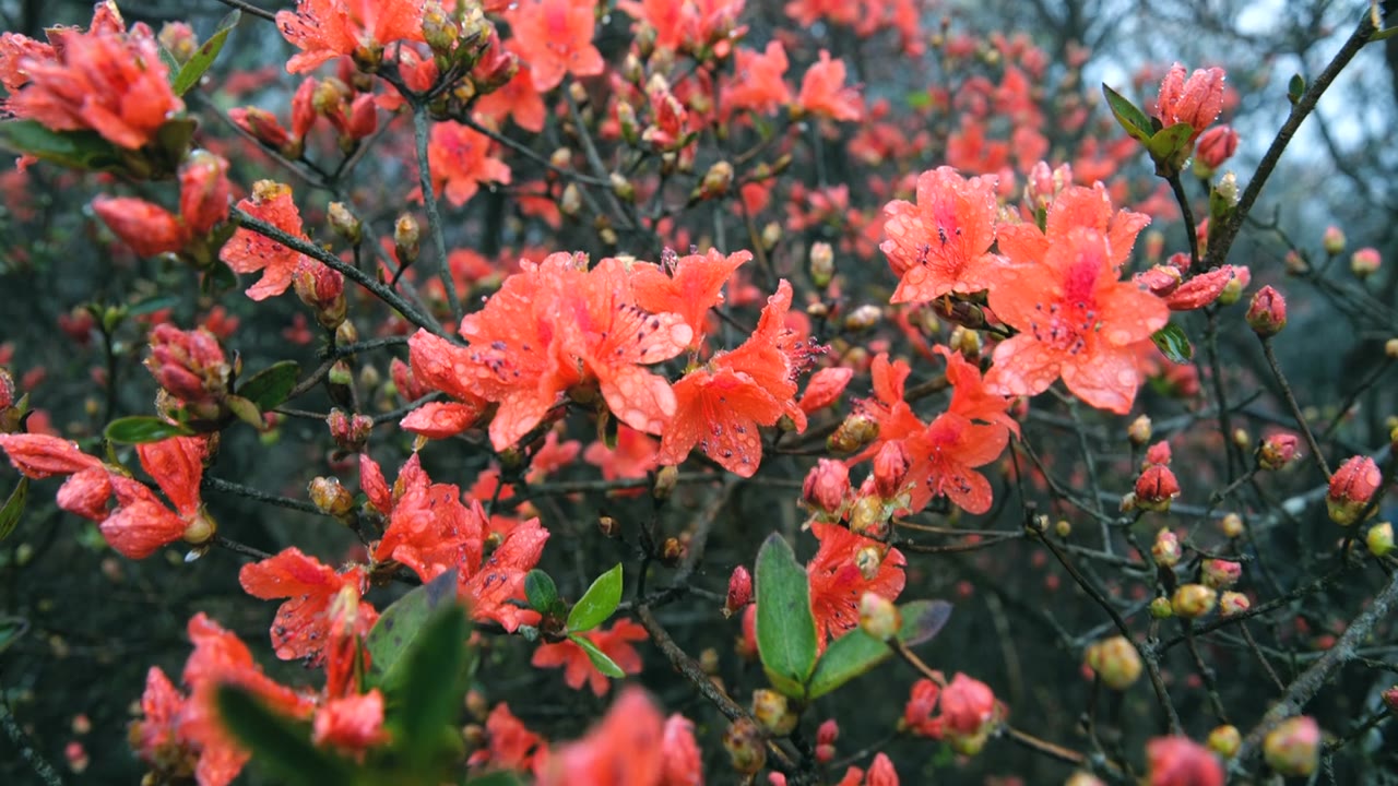 杜鹃花在山上盛开视频素材画面4