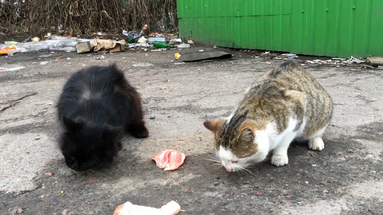 两只饥饿的流浪猫在城市街道的垃圾堆上吃饲料或肉。视频素材